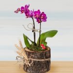 Doğal Ahşap Saksıda Mini Mor Orkide